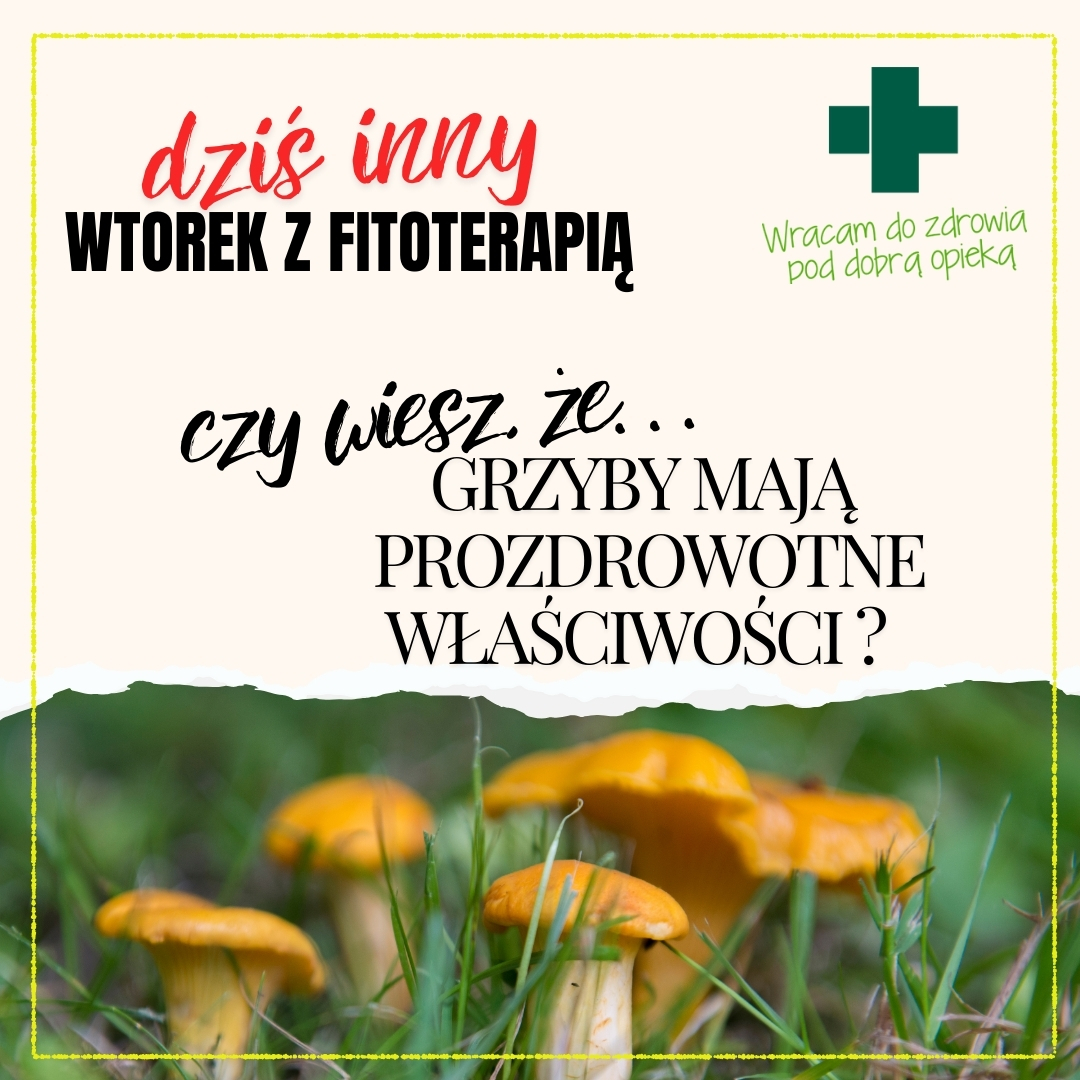 Grzyby – działanie prozdrowotne i kwestie, o których należy pamiętać podczas grzybobrania