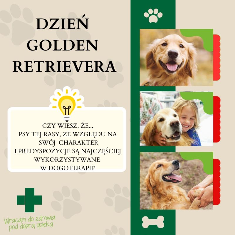 Rola psów w życiu człowieka a Międzynarodowy Dzień Golden Retrievera